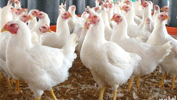 استقرار أسعار الفراخ بثالث أيام العيد.. والبيضاء تسجل 75 جنيهًا بالمزارع