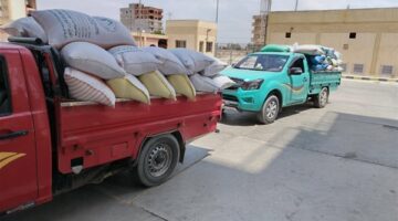 310 ألف طن قمح بصوامع وشون البحيرة منذ بدء الموسم.. واستمرار جهود دعم الأمن الغذائي