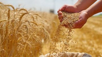 من فرنسا ورومانيا.. شوف خطة مصر لتأمين واردات القمح الخارجية لتأمين رغيف خبز المصريين