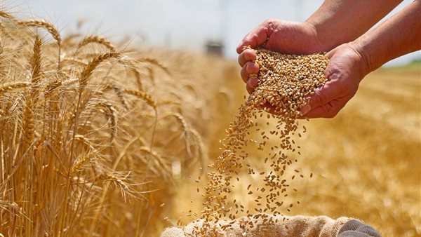من فرنسا ورومانيا.. شوف خطة مصر لتأمين واردات القمح الخارجية لتأمين رغيف خبز المصريين