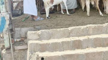 «عكاظ» ترصد: أسواق النفع بلا موازين قبل 7 أيام من التطبيق – أخبار السعودية