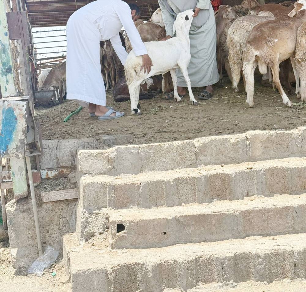 «عكاظ» ترصد: أسواق النفع بلا موازين قبل 7 أيام من التطبيق – أخبار السعودية