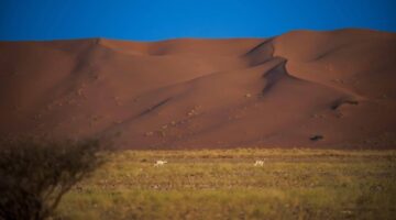 تسجيل محمية عروق بني معارض في القائمة الخضراء للاتحاد الدولي لحماية الطبيعة – أخبار السعودية