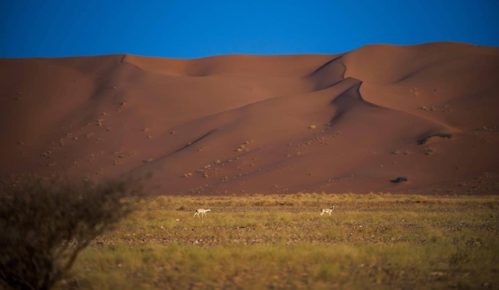 تسجيل محمية عروق بني معارض في القائمة الخضراء للاتحاد الدولي لحماية الطبيعة – أخبار السعودية