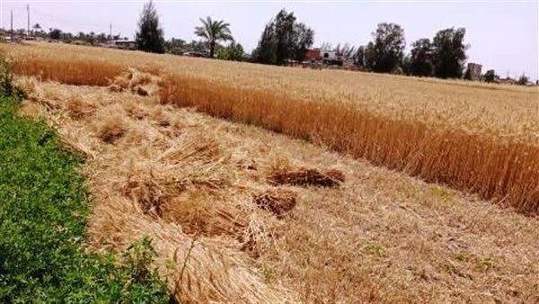 استلام أكثر من 274 ألف طن من الأقماح المحلية بالصوامع والُشون ببني سويف