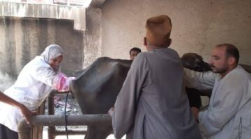 تشخيص وعلاج أكتر من 37 ألف رأس ماشية