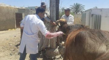 الزراعة تنفذ 431 قافلة بيطرية مجانية لعلاج 235 ألف رأس حيوان وطائر في 393 قرية بمايو