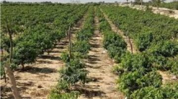 التغيرات المناخية الحالية تُحدث تأثيرات واضحة على المحاصيل