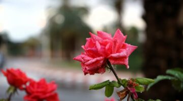 ✓ الحسيمة تتصدر مقاييس الأمطار المسجلة خلال الـ24 ساعة الماضية