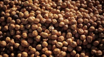 ما أفضل الأطعمة لصحة الدماغ بعد سن الأربعين؟