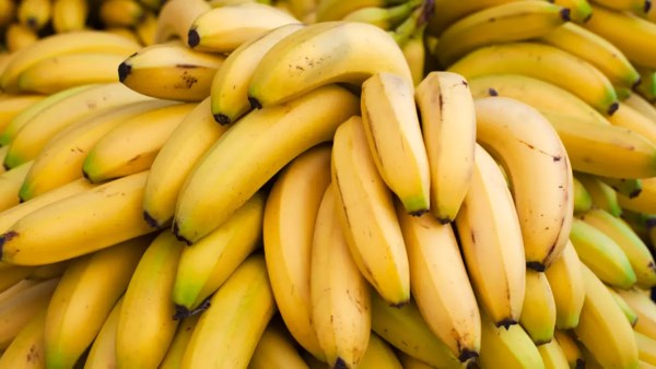 وجبة خفيفة تشحن طاقتك .. أهمية تناول الموز يوميًا